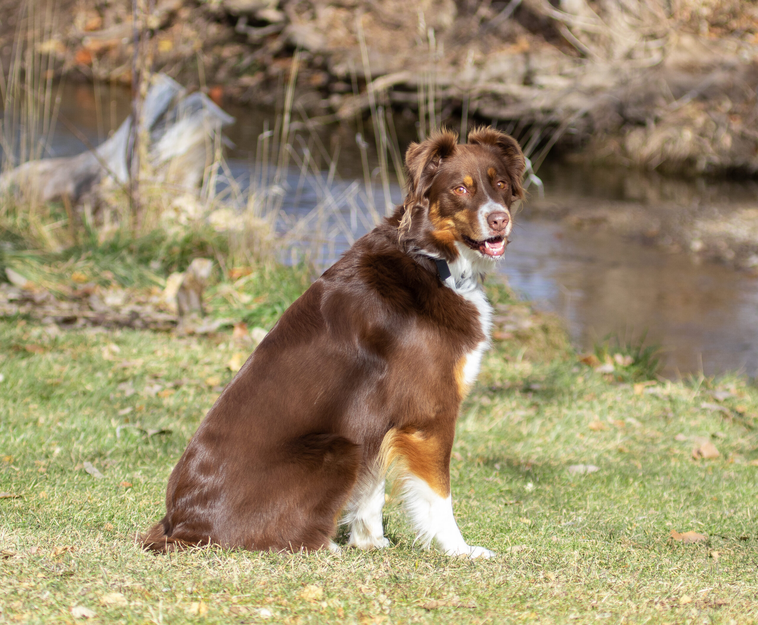 Brown and white Border Collie Mix dog smiling at the park